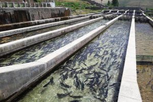 تولید ۸۶۰۳ تن انواع آبزیان در آذربایجان شرقی