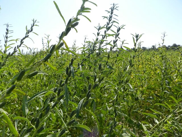 دلگان رتبه نخست تولید کنجد در سیستان و بلوچستان را دارد